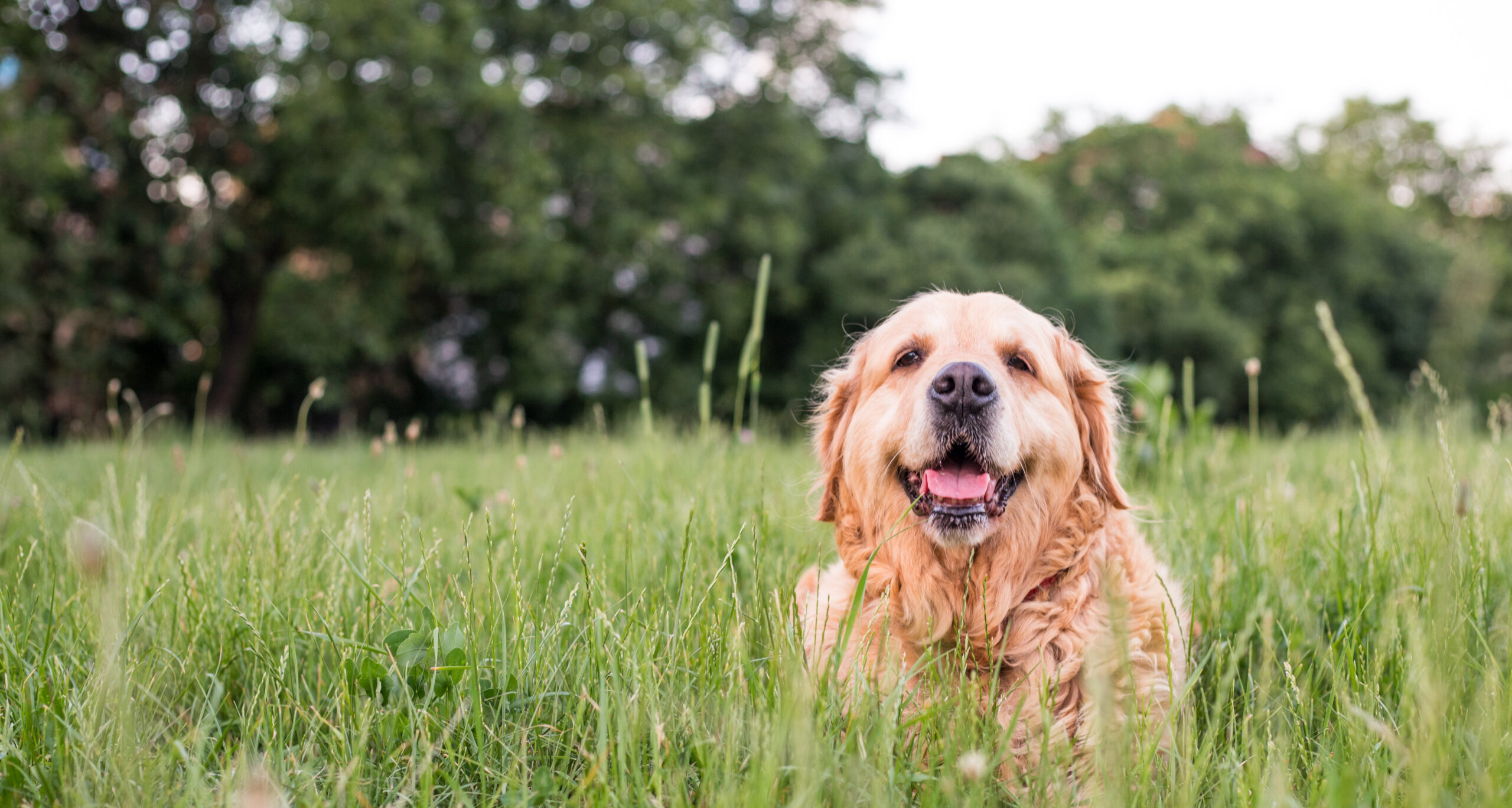 New Clients | Beaverton Pet Clinic