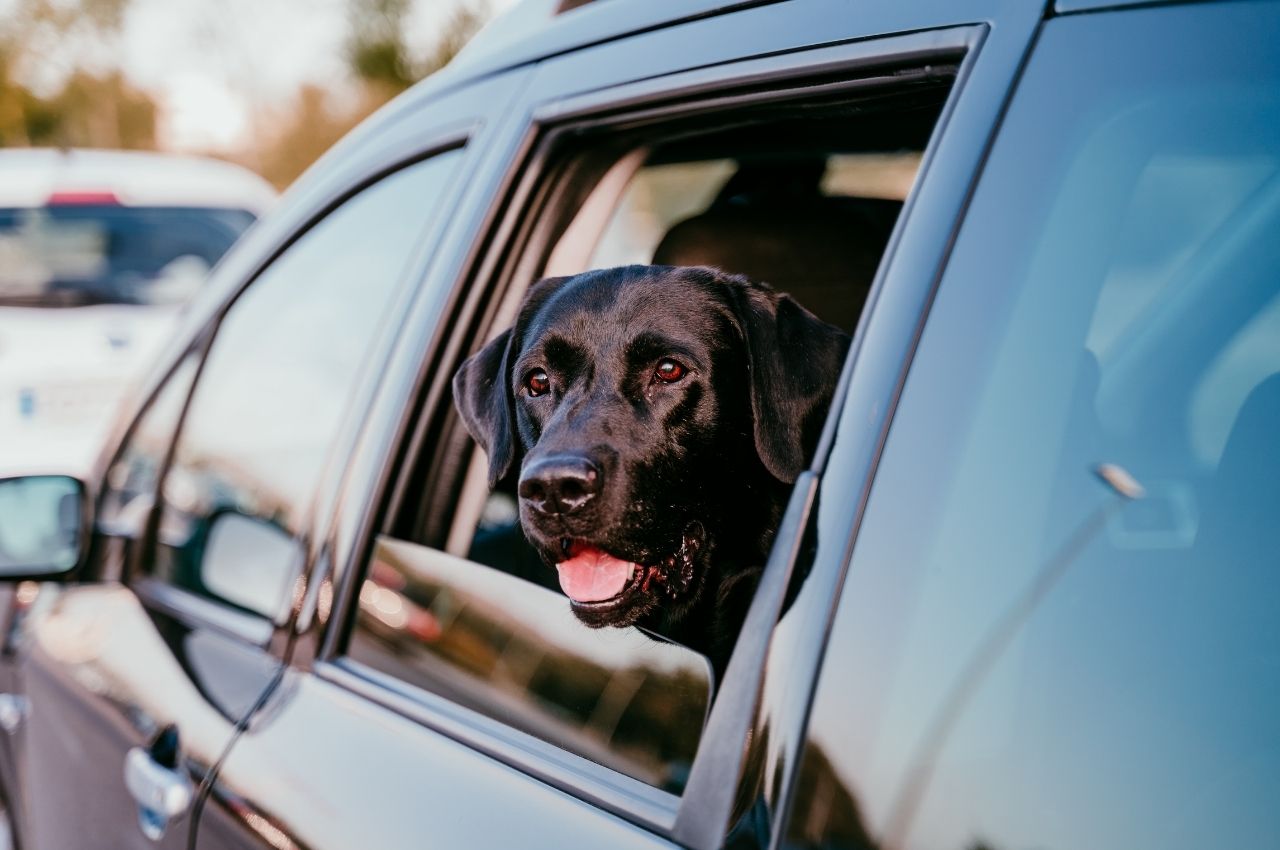 Beaverton Pet Clinic Curbside Service | Beaverton Pet Clinic